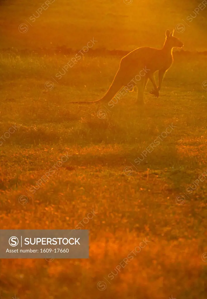 Kangaroo, Western Australia, Australia