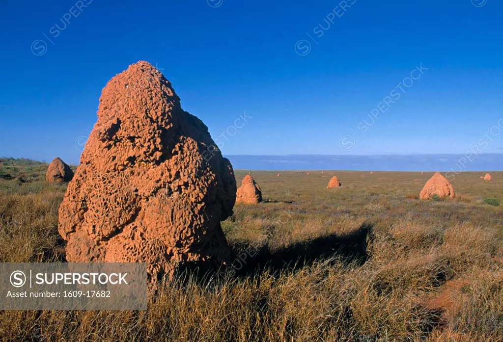 Termite Mound, Western Australia, Australia