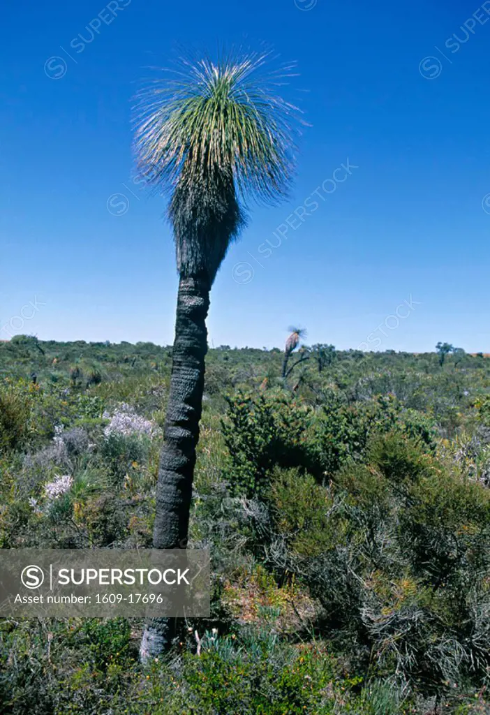 Yucca plant, Western Australia, Australia