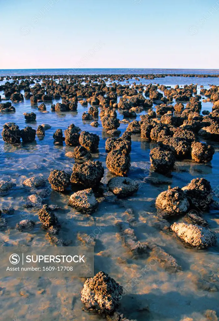 Stromatolites, Shark Bay, Western Australia, Australia