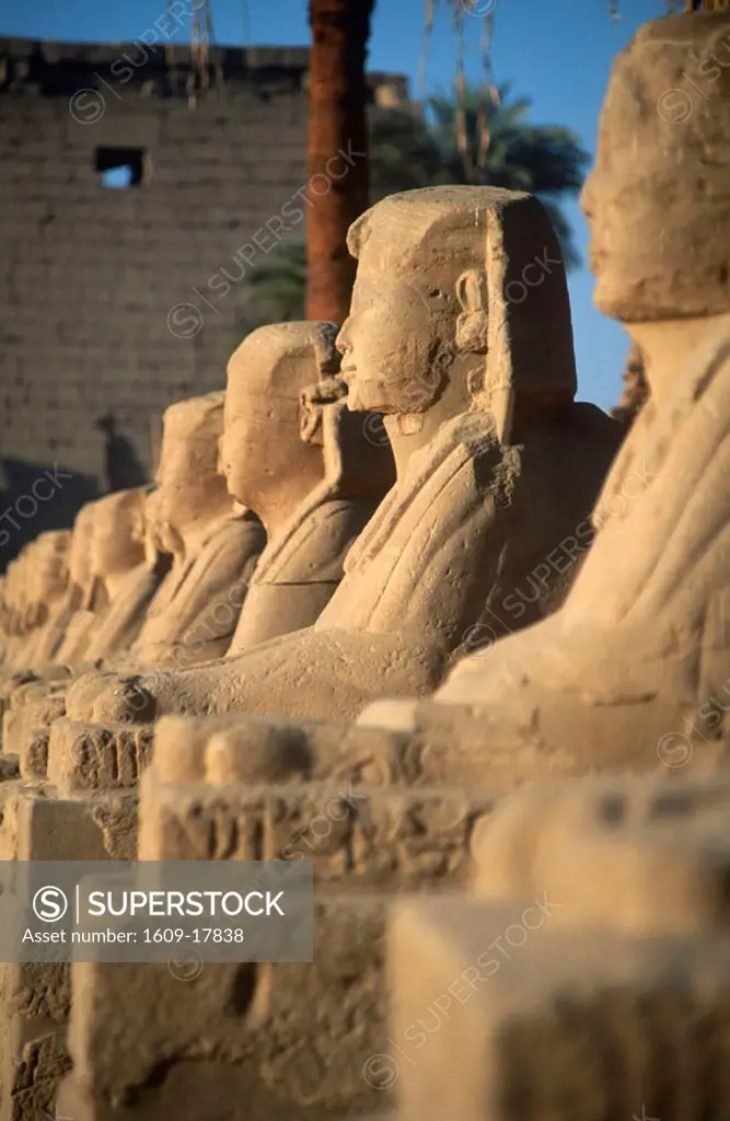 Avenue of Sphinxes, Luxor Temple, Luxor, Egypt