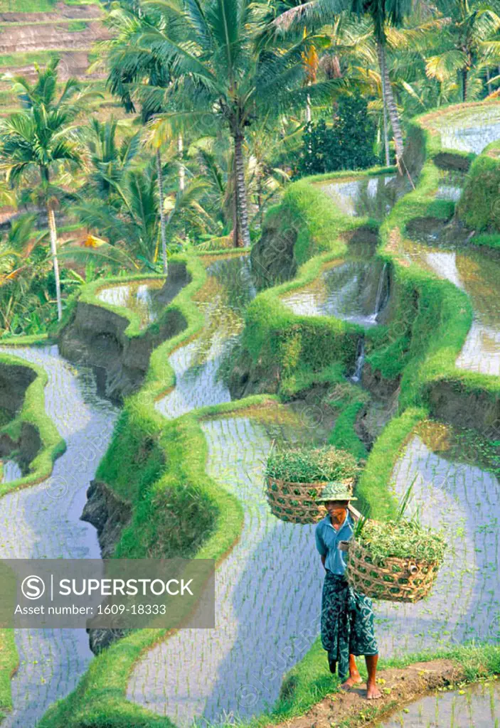 Terraced Rice Fields, Bali, Indonesia