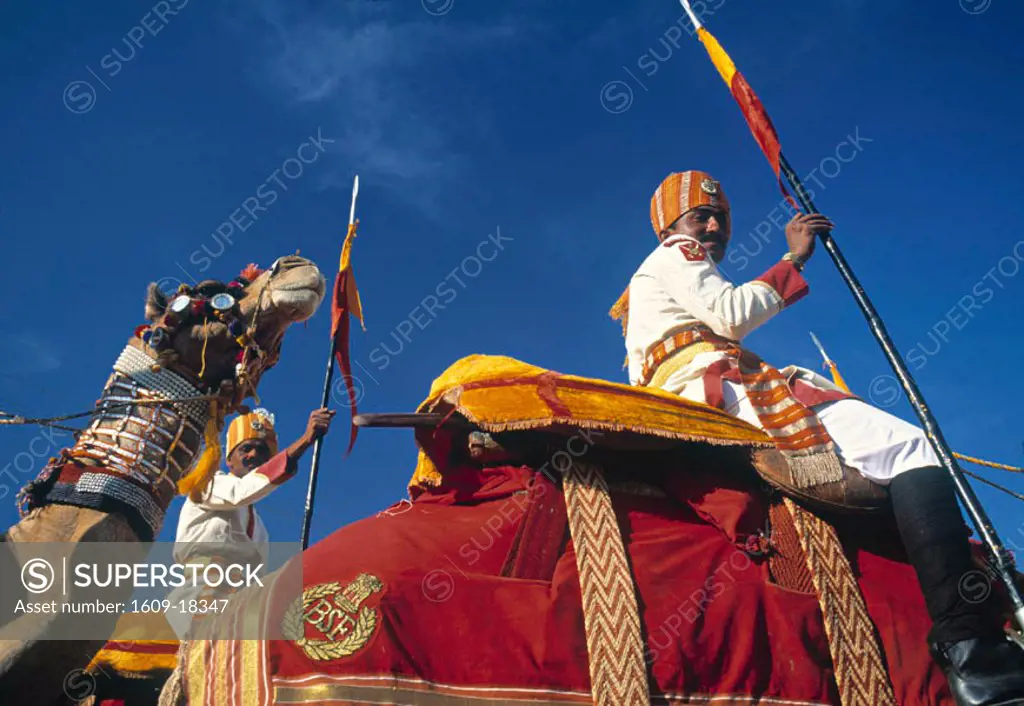 Ceremonial Camels, Jaisalmer, Rajasthan, India