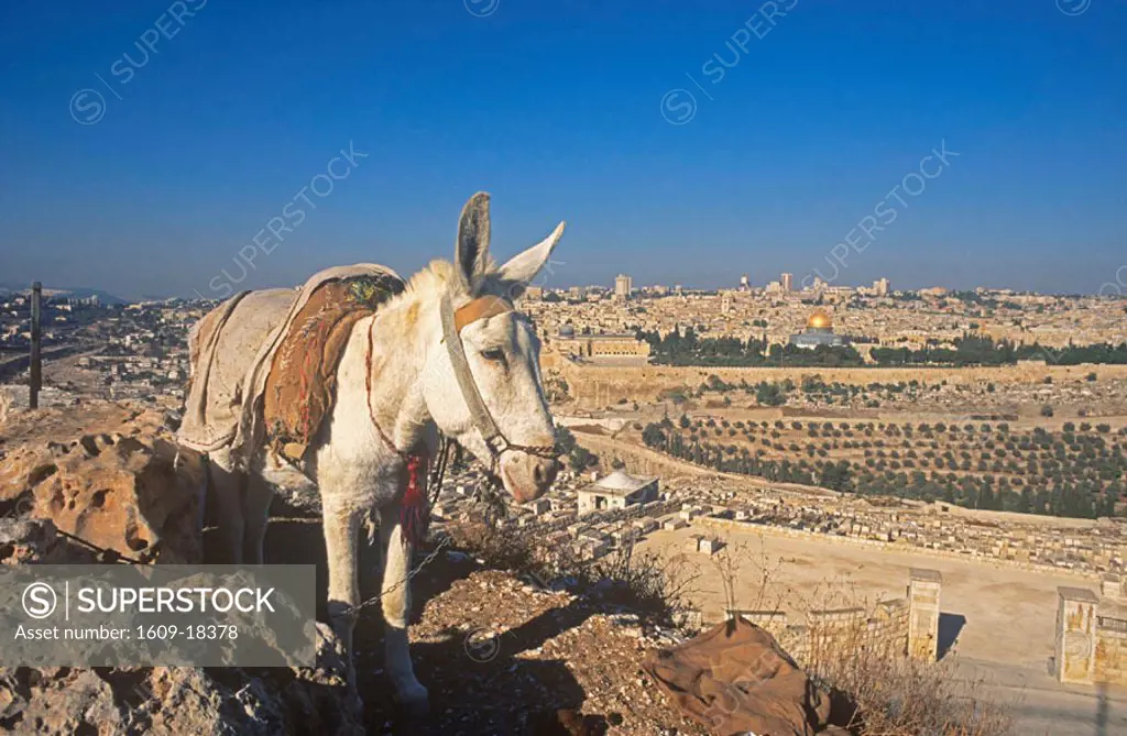 Donkey on the Mt. of Olives, Jerusalem, Israel