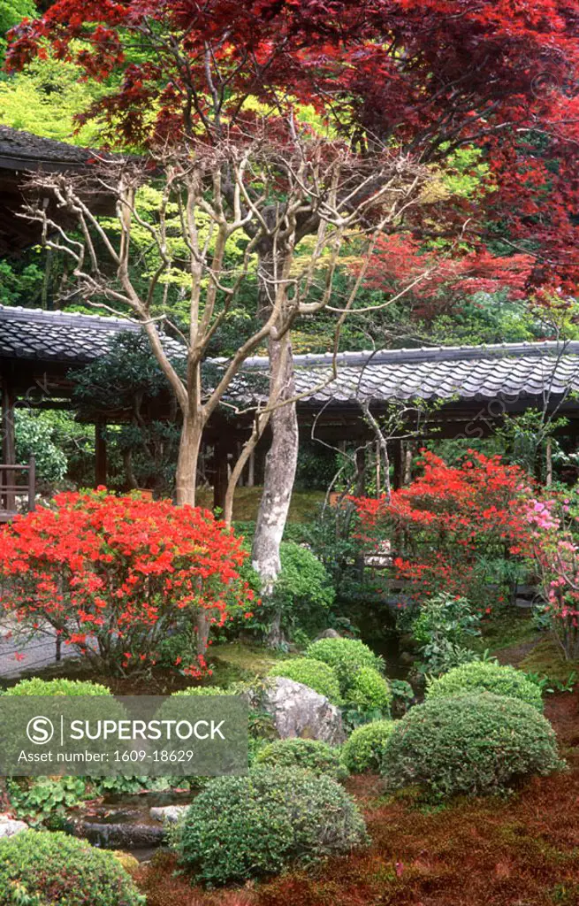 Maple Garden, Daitokuji Temple, Kyoto, Japan