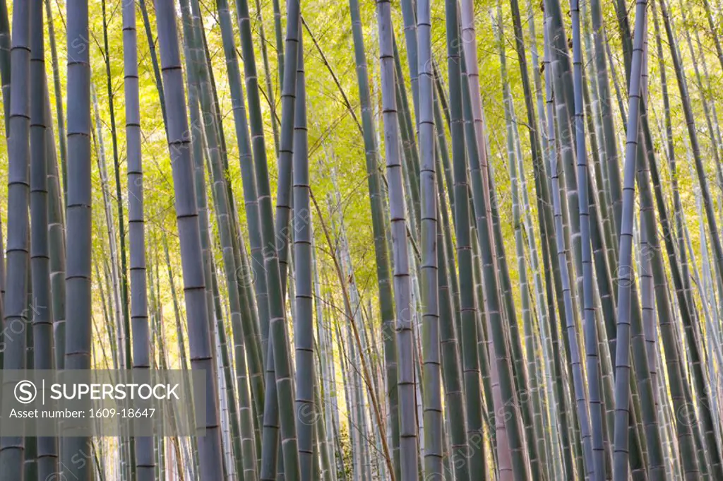 Bamboo forest, Sagano, Arashiyama, Kyoto, Japan