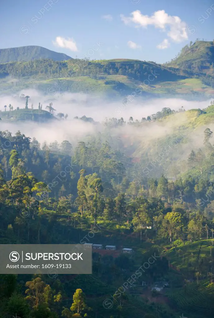 Tea Plantation, Nuwara Eliya, Hill Country, Sri Lanka