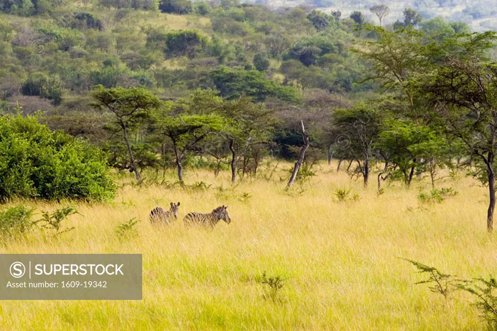 Zebras, Lake Mburo National park, Uganda, Africa