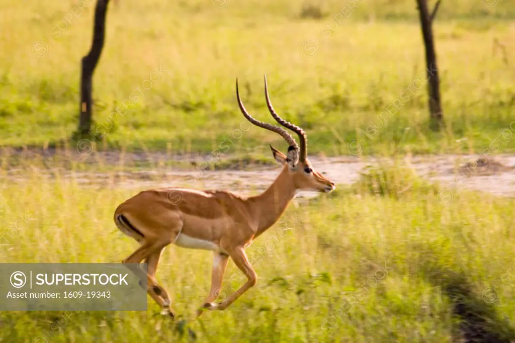 Impala (Aepyceros melampus), Lake Mburo National park, Uganda, Africa