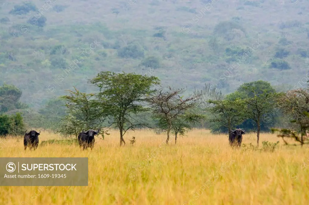 African Buffalo, Syncerus caffer, Lake Mburo National park, Uganda, Africa