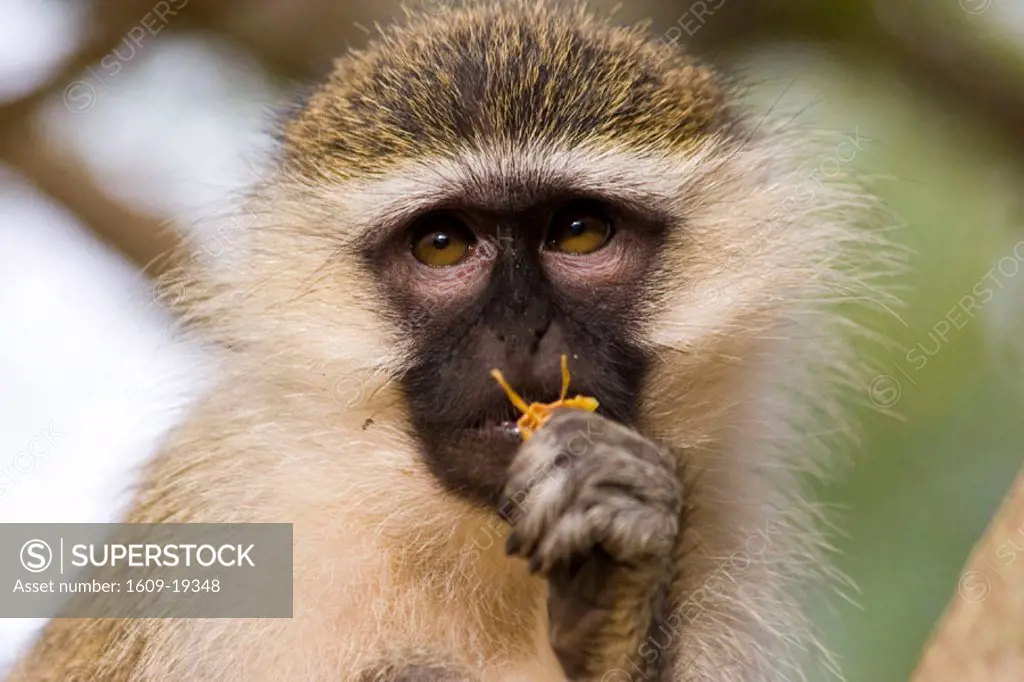Monkey, Uganda, Africa