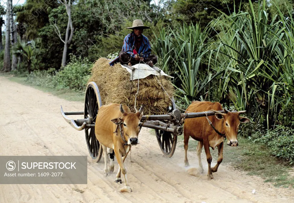 Ox and cart, Siem Reap, Cambodia