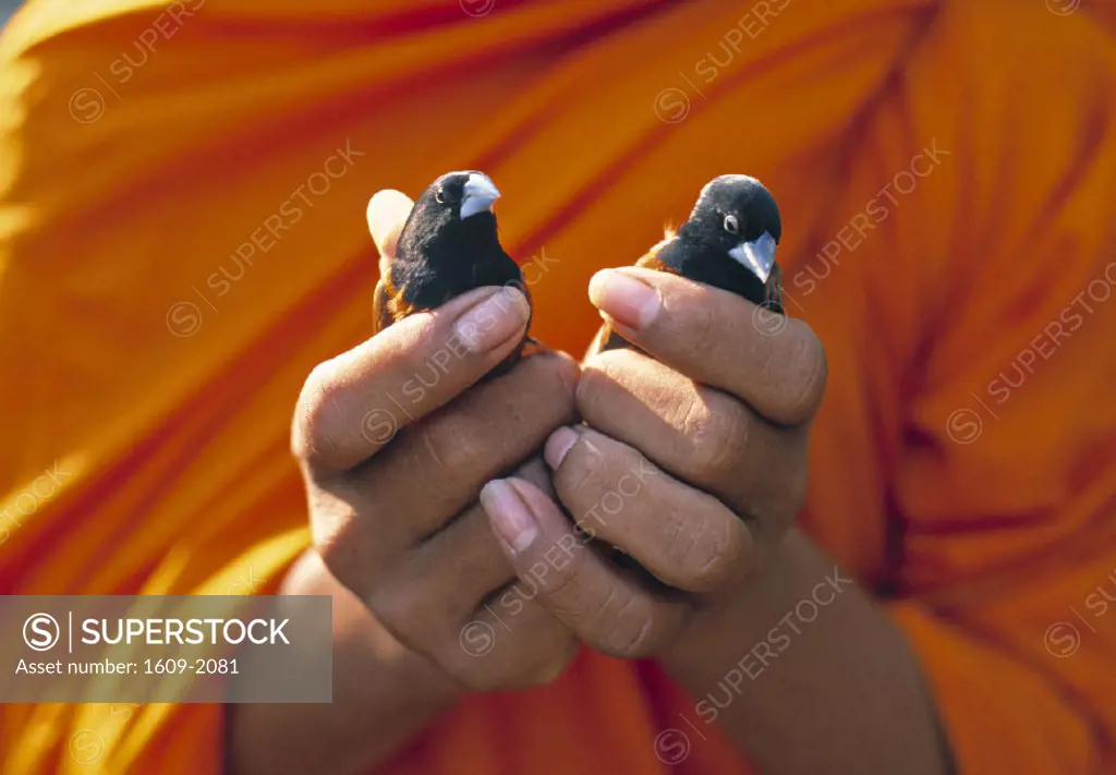 Monk holding birds,  Phnom Penh, Cambodia