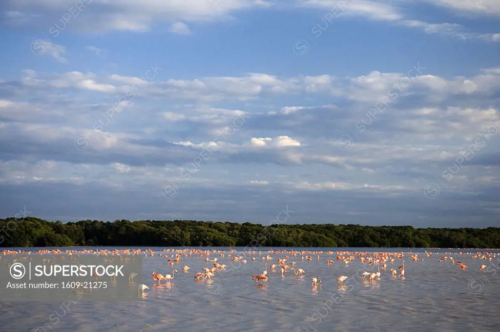 Pink Flamingos in the National Reserve of Celestun, Yucatan, Mexico