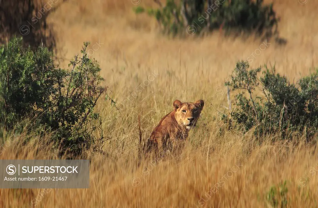 Female lion, Murchison Falls Conservation Area, Uganda, Africa