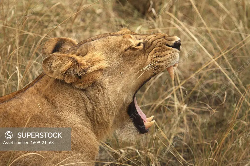 Female lion, Murchison Falls Conservation Area, Uganda, Africa