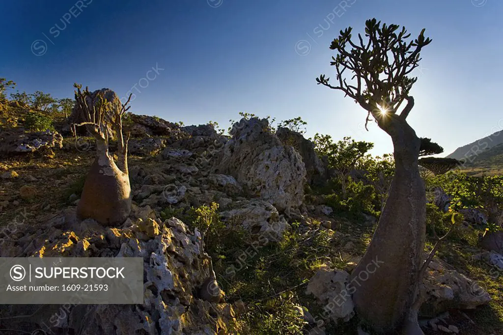 Bottle tree, Homil Plateau, Socotra Island, Yemen