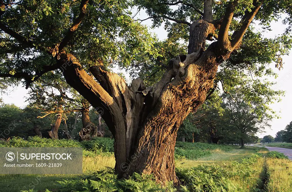 England,London,Surrey,Early Morning Light on Trees in Richmond Park