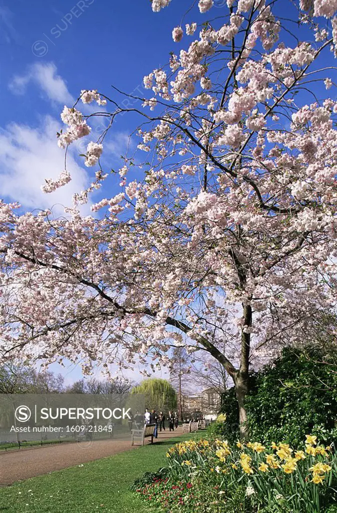 England,London,Spring Blossom in St James Park