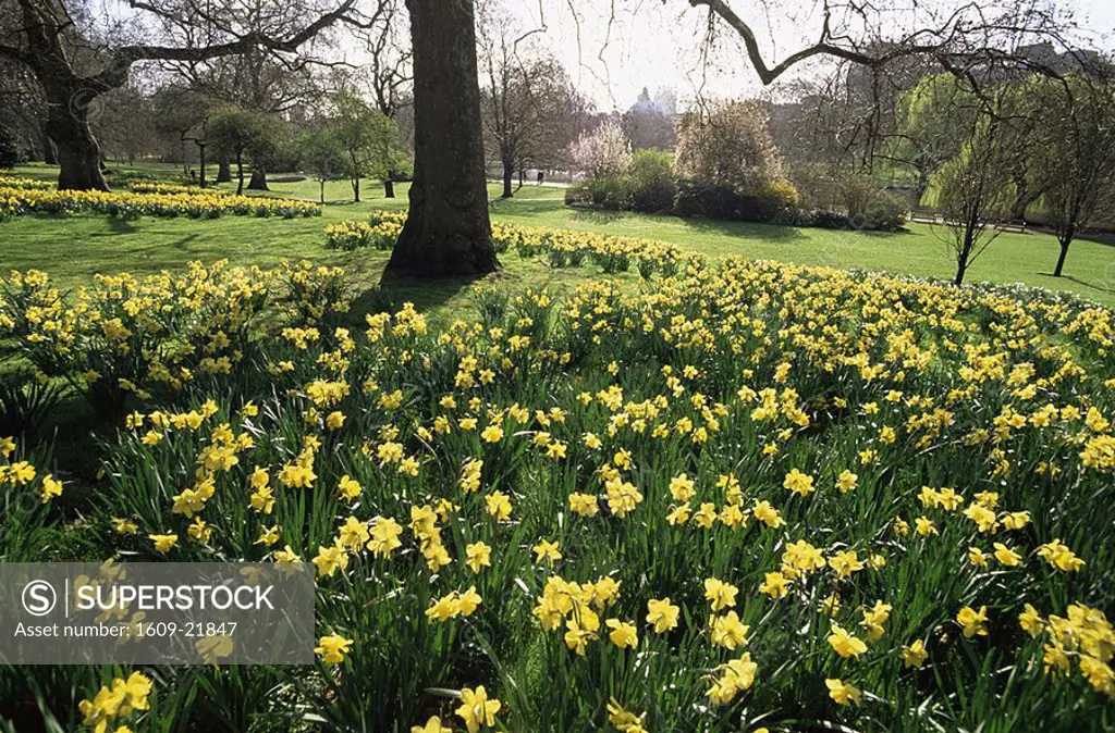 England,London,Daffodils in St James Park
