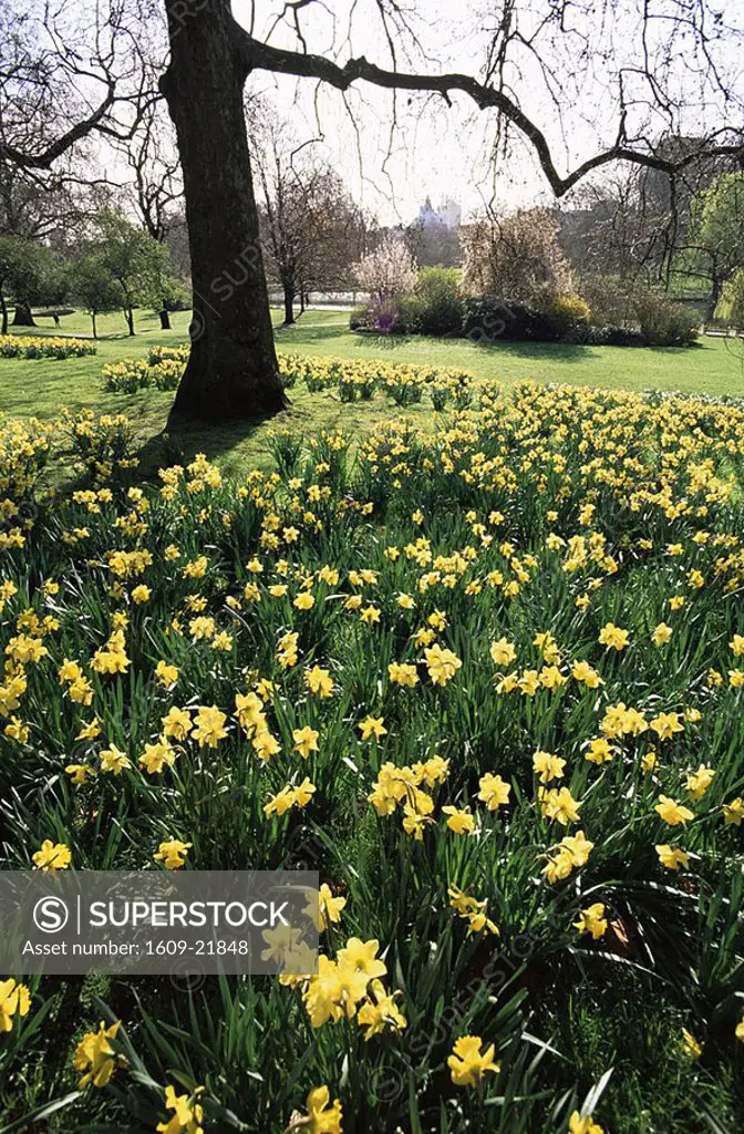 England,London,Daffodils in St James Park