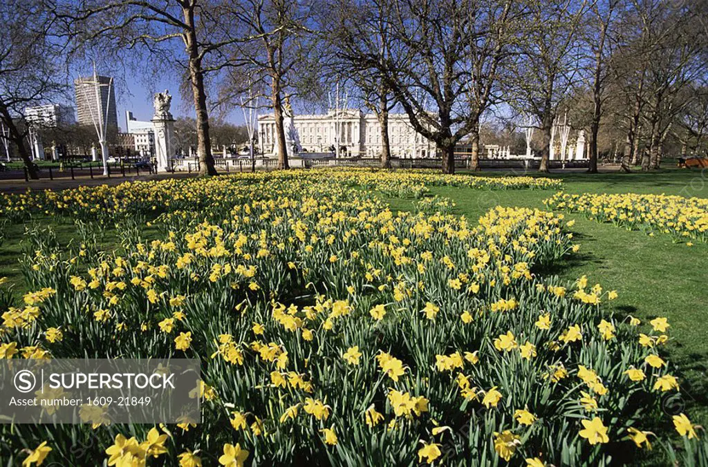 England,London,Daffodils in Green Park with Buckingham Palace in Background