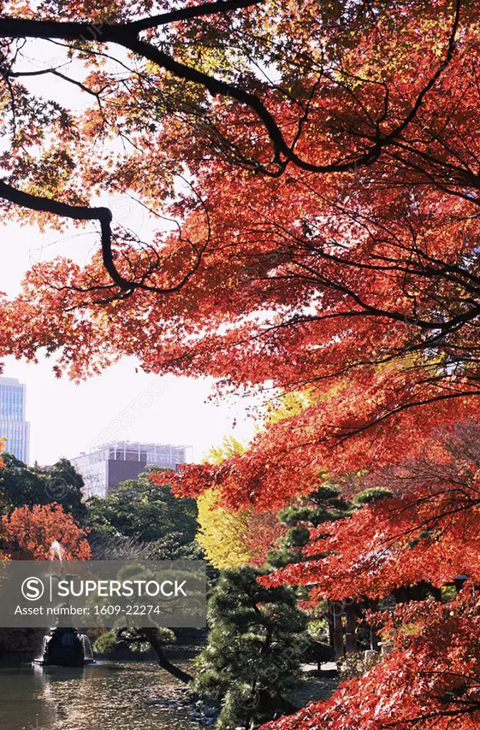 Japan, Tokyo, Hibiya Park, Autumn Foliage