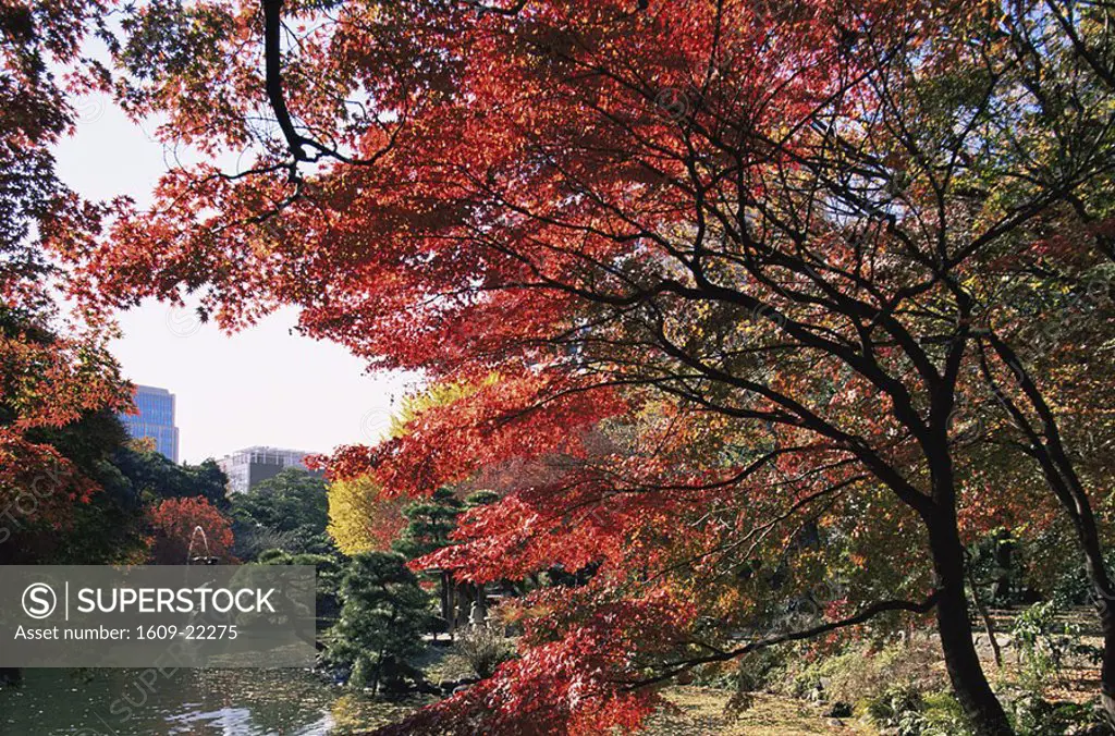 Japan, Tokyo, Hibiya Park, Autumn Foliage