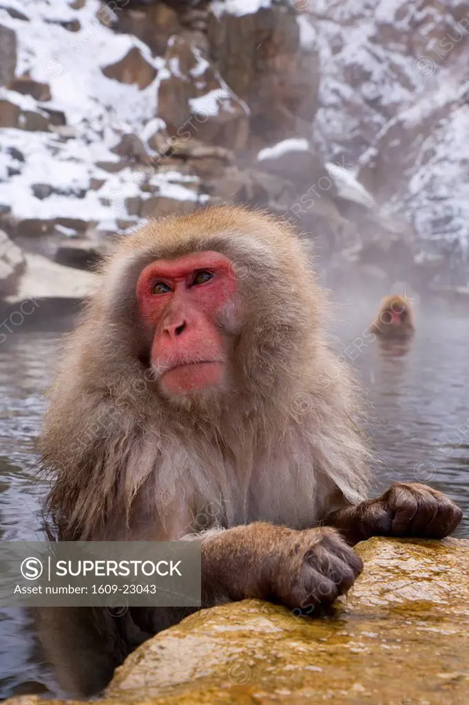 Japanese macaque Macaca fuscata / Snow monkey, Joshin-etsu National Park, Honshu, Japan