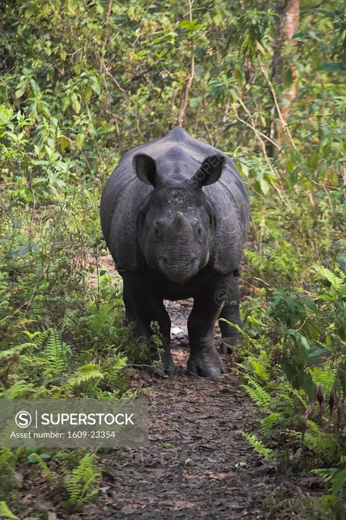 Nepal, Royal Chitwan National Park, Rhinoceros