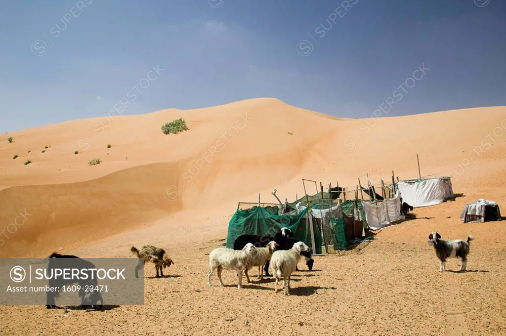 Oman, Sharqiya Region, Al Minitrib, Heard of Goats and Sheep, Wahiba Sand Dunes