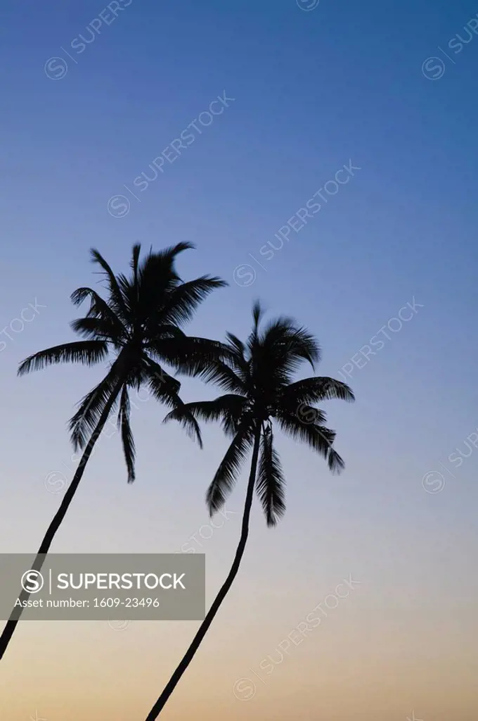 Oman, Dhofar Region, Salalah, Palm Trees / Salalah Beach