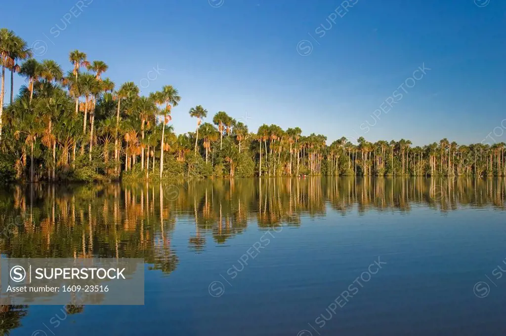 Lake Sandoval & Aguaje palms, Tambopata National Reserve, Madre de Dios, Peru