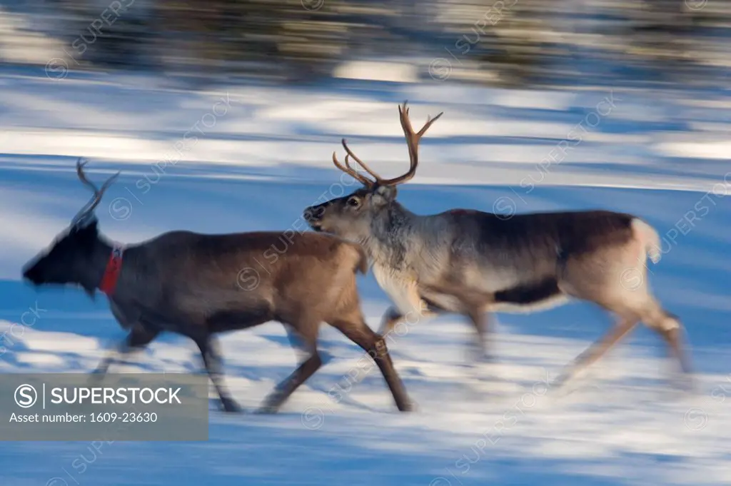 Reindeer, Jokkmokk, Norrbotten, Northen Sweden