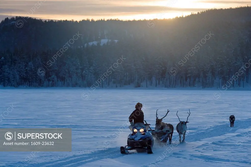 Reindeer & snowmobile, Jokkmokk, Sweden