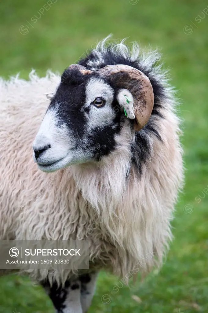 Herdwick Sheep & Cottage, Burrowdale, Lake District, Cumbria, England
