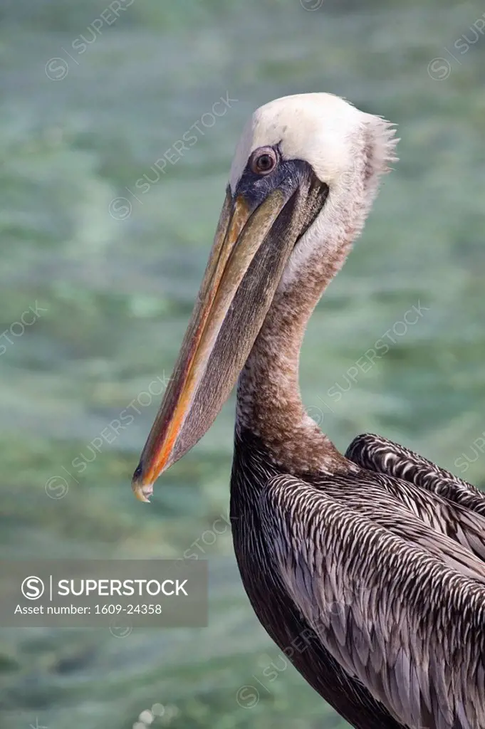 Belize, Tobaco Caye, Pelican