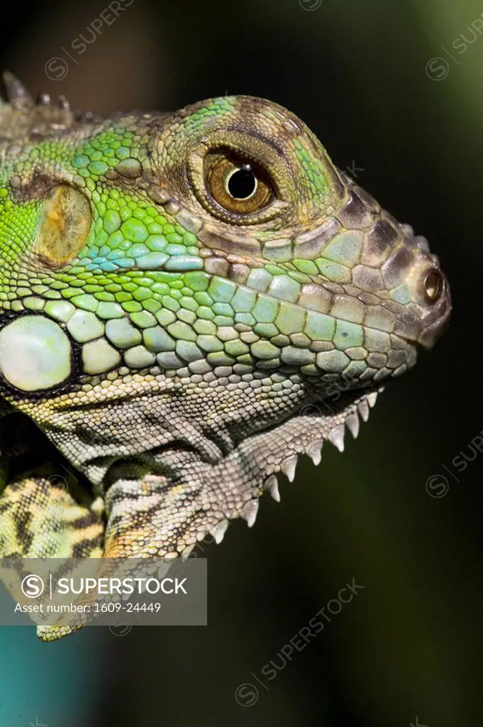 Belize, San Iguacio, Green Iguana