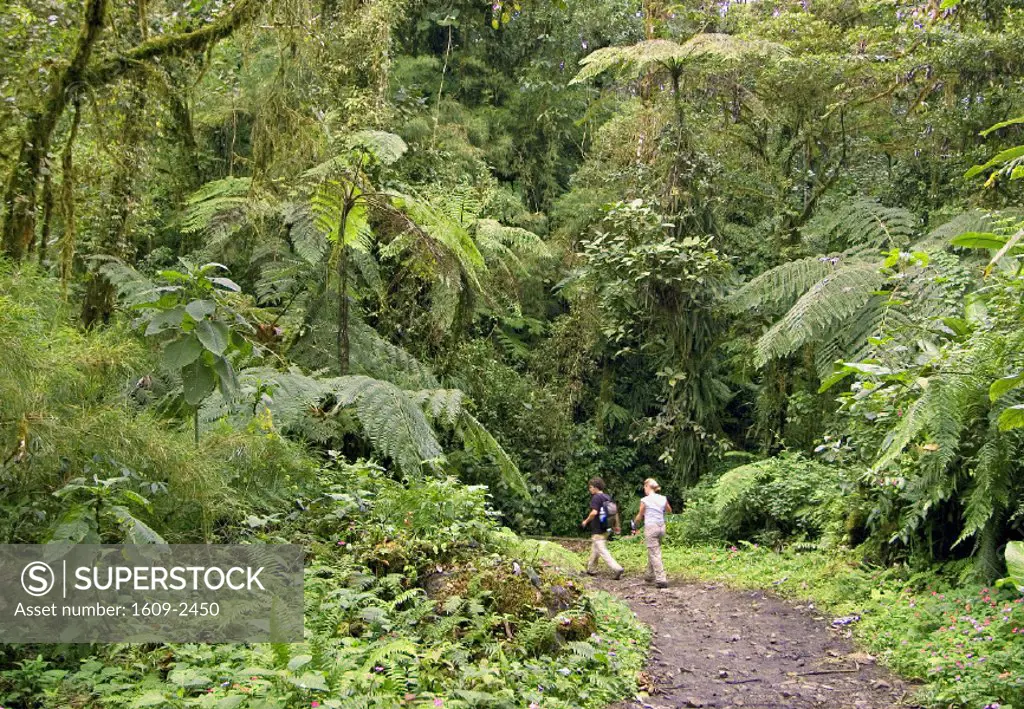 Monteverde, North Western Costa Rica