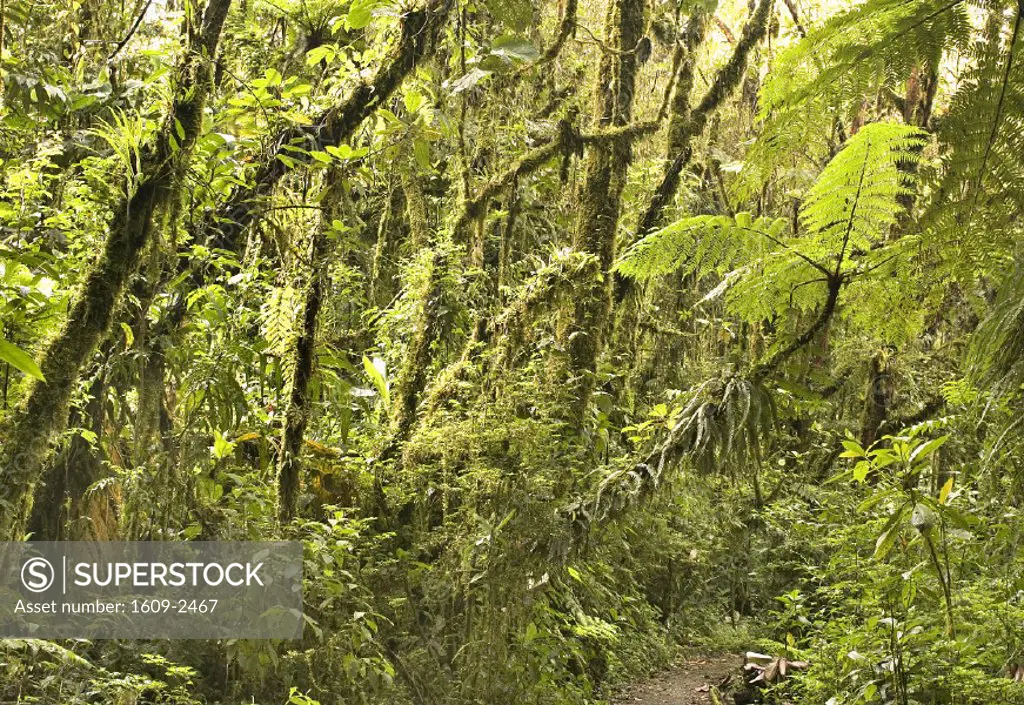 Monteverde Cloud Forest Reserve, Santa Elena, Costa Rica