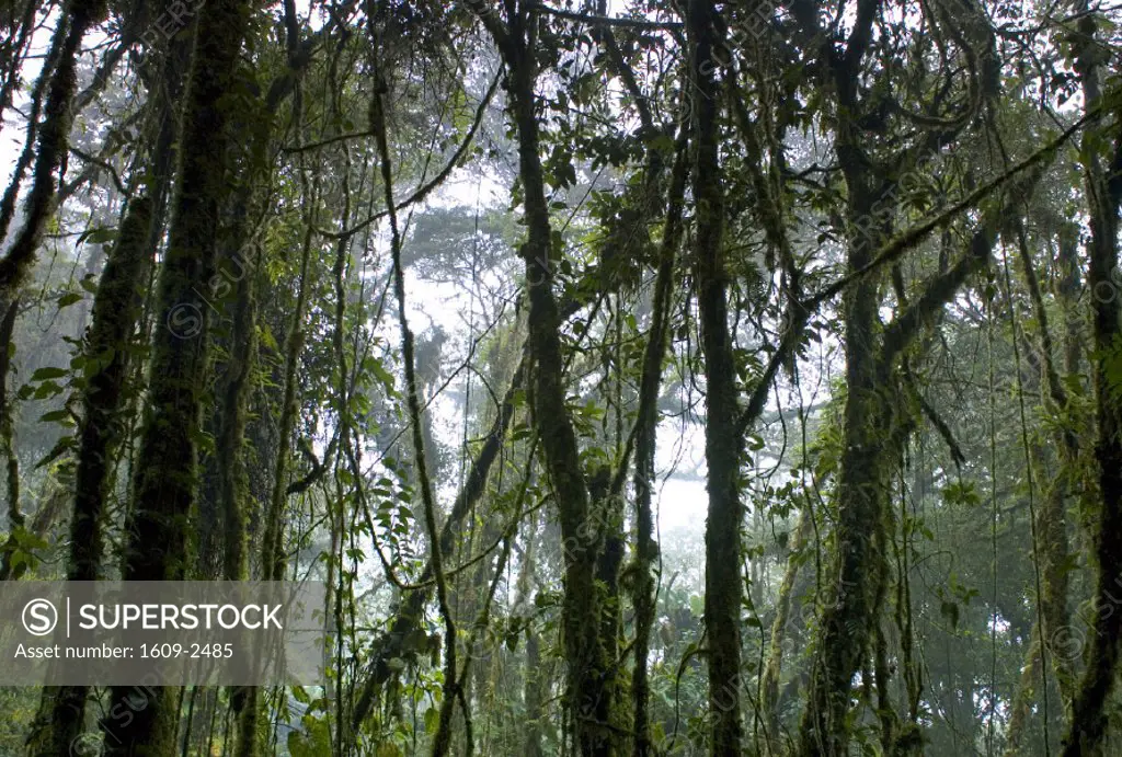 Monteverde Cloud Forest Reserve, Santa Elena, Costa Rica