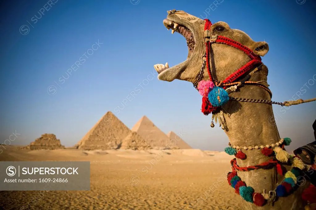 Camel at the Pyramids, Giza, Cairo, Egypt