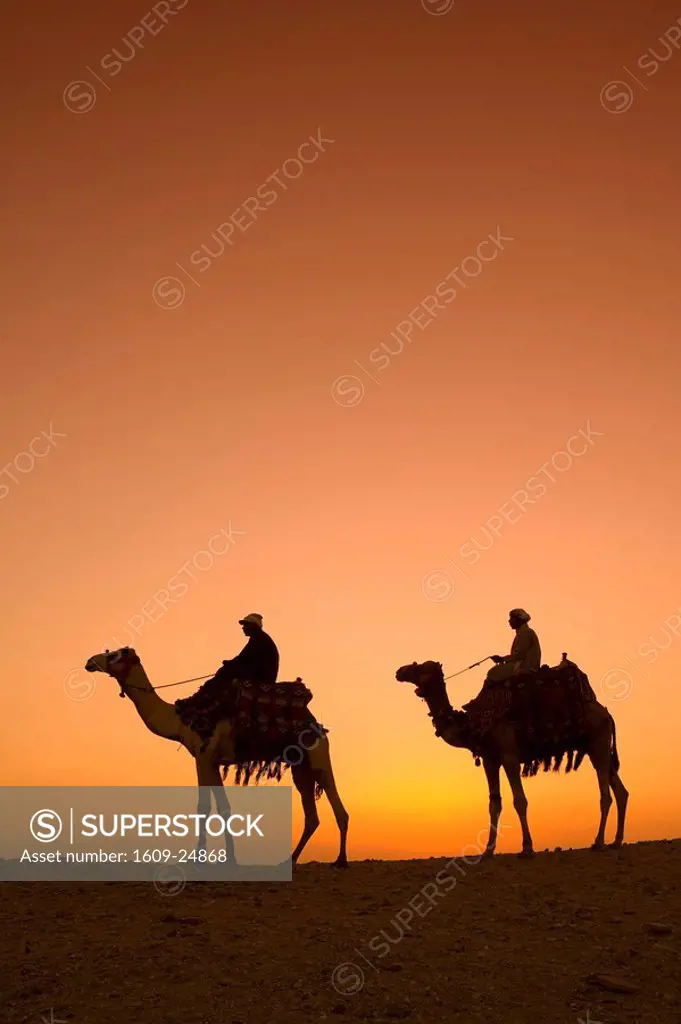 Camels near the Pyramids at Giza, Cairo, Egypt