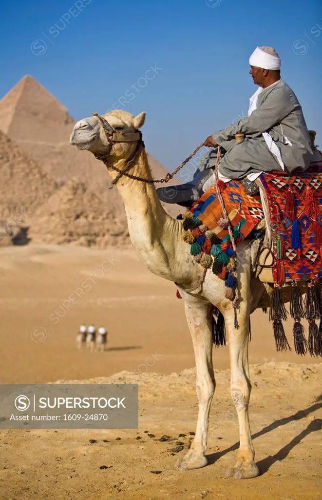 Camel & driver at the Pyramids, Giza, Cairo, Egypt