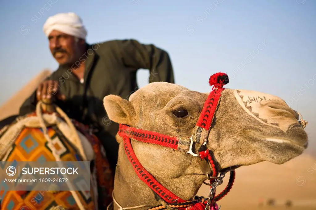 Camel & Camel driver, Pyramids, Giza, Cairo, Egypt