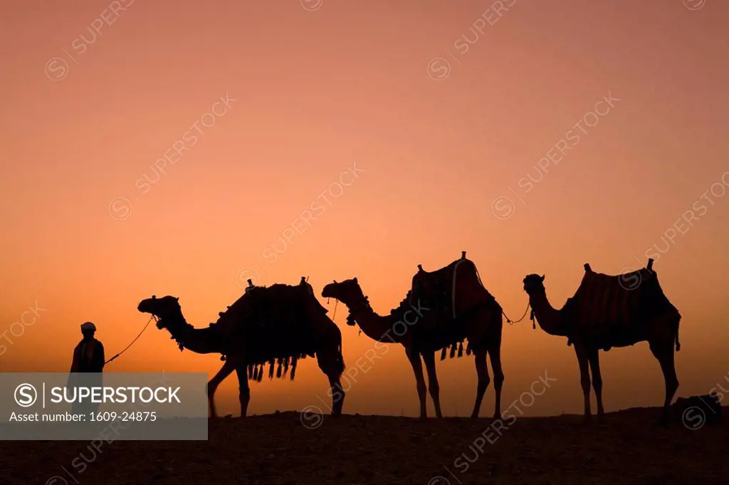 Camels near the Pyramids at Giza, Cairo, Egypt