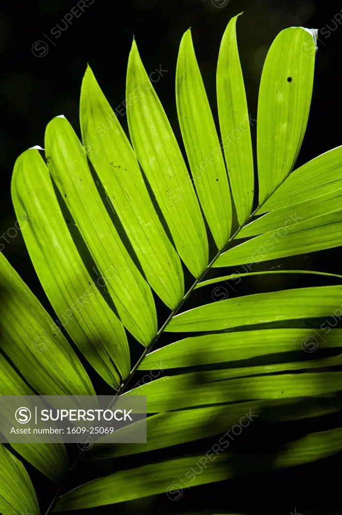 Guatemala, El Peten, Tikal, Palm leaf