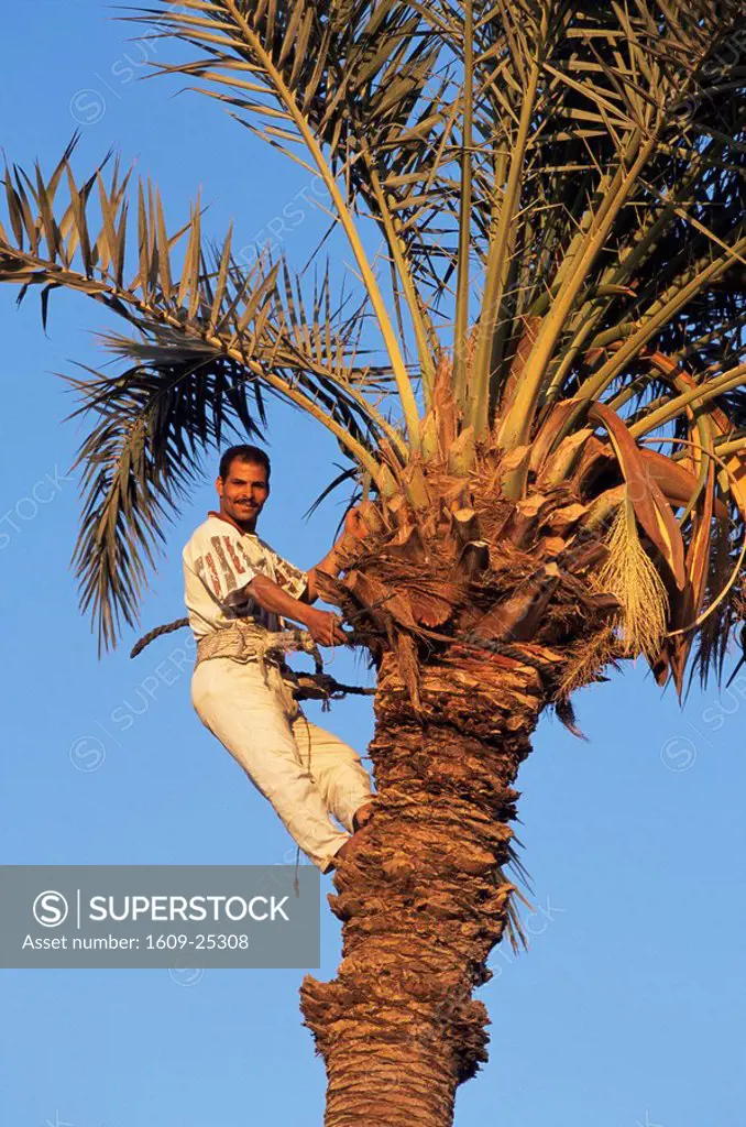 Man climbing palm tree, Aqaba, Jordan