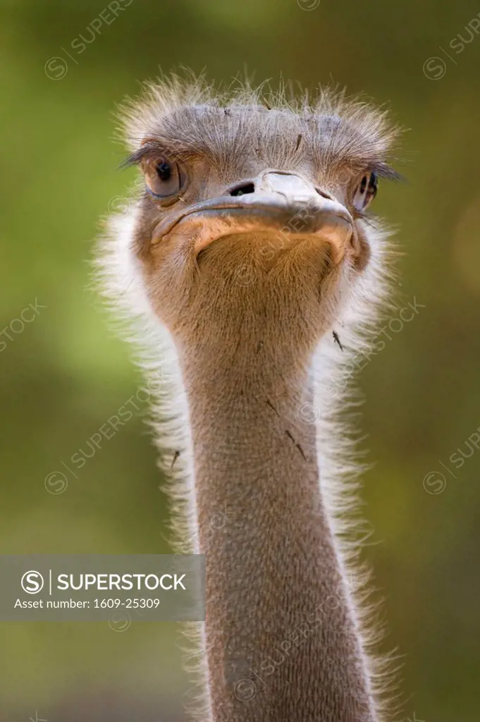 Ostrich, Lewa Wildlife Conservancy, Kenya