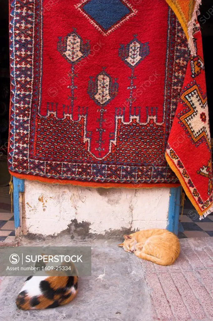 Morocco, Essaouira, Medina, Cats sit next to carpets hanging ouside shop